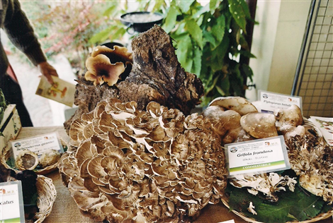 Sagra della castagna e del pisacan