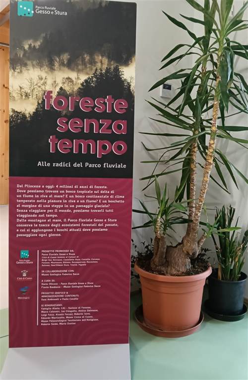 Foreste Senza Tempo
