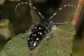 Tarlo asiatico del fusto - Anoplophora glabripennis MONITORAGGI OBBLIGATORI NELLA ZONA CUSCINETTO



















